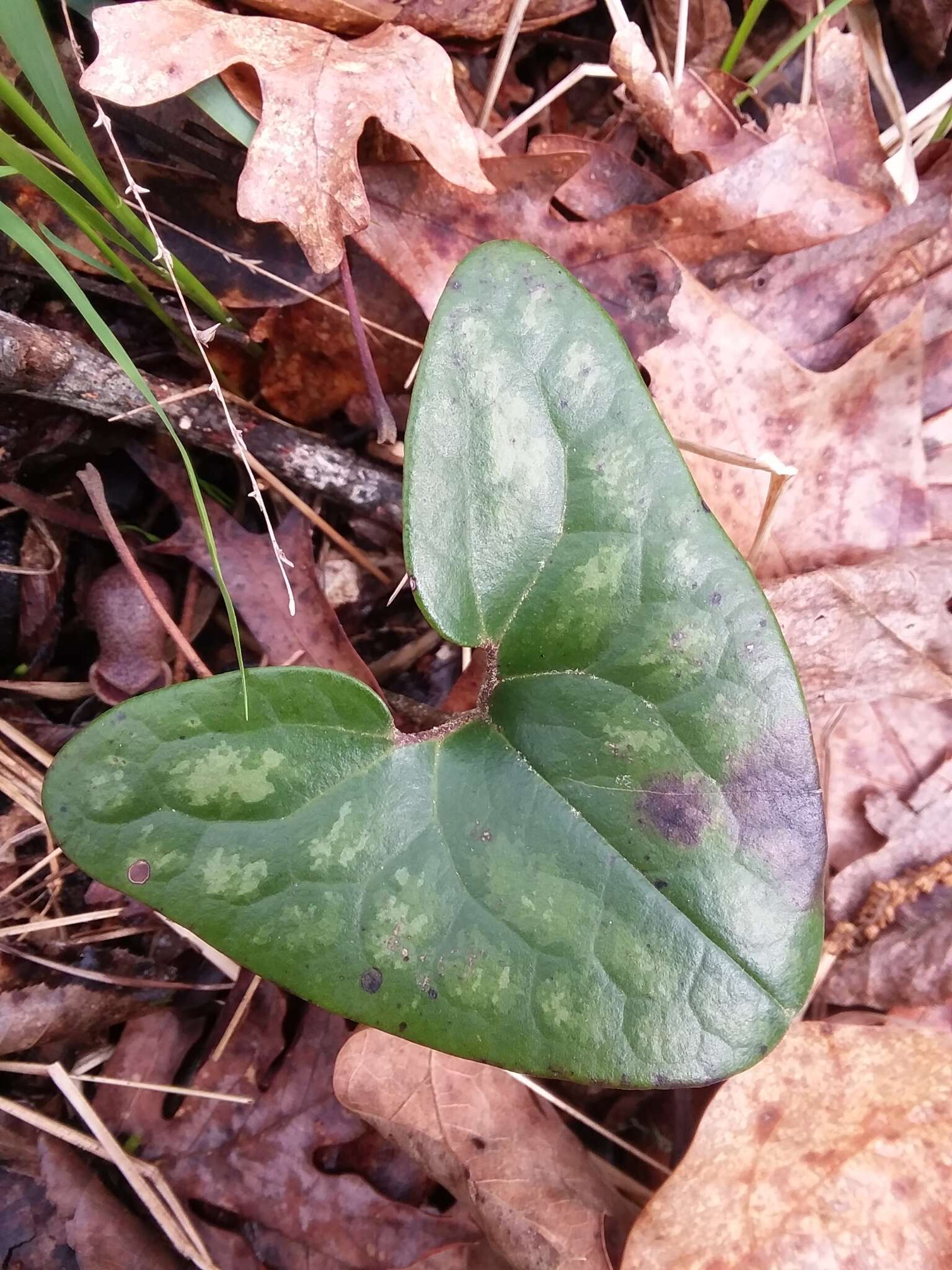 Image de Hexastylis arifolia var. callifolia (Small) H. L. Blomq.