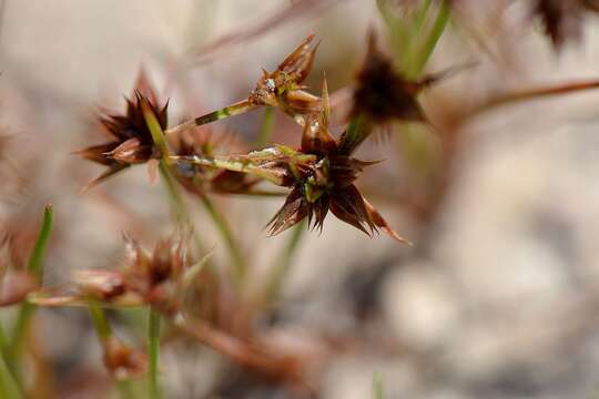 Image of dwarf rush