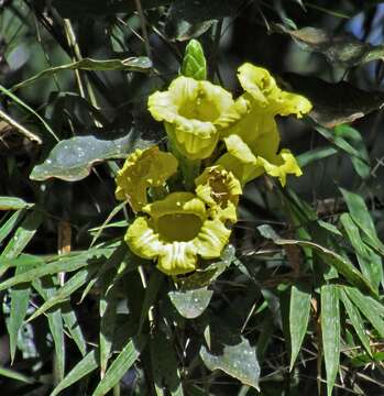 Plancia ëd Adenocalymma paulistarum Bur. ex K. Schum.