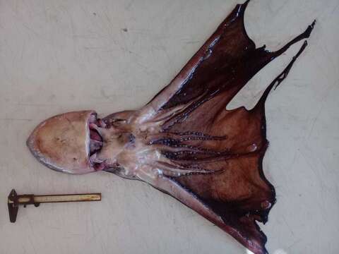 Image of blanket octopus