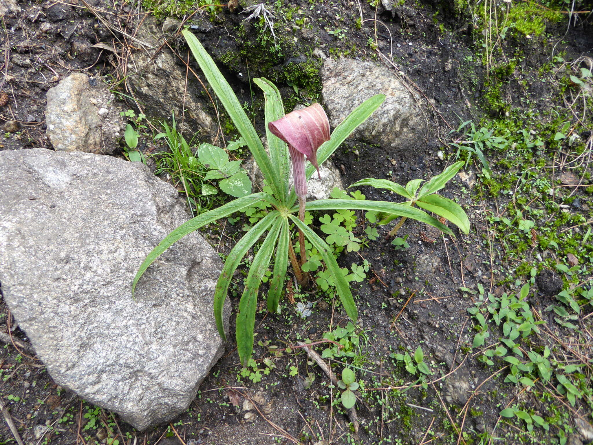 Imagem de Arisaema erubescens (Wall.) Schott