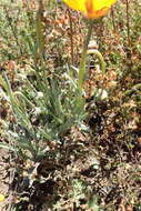 Image of Spear African Daisy