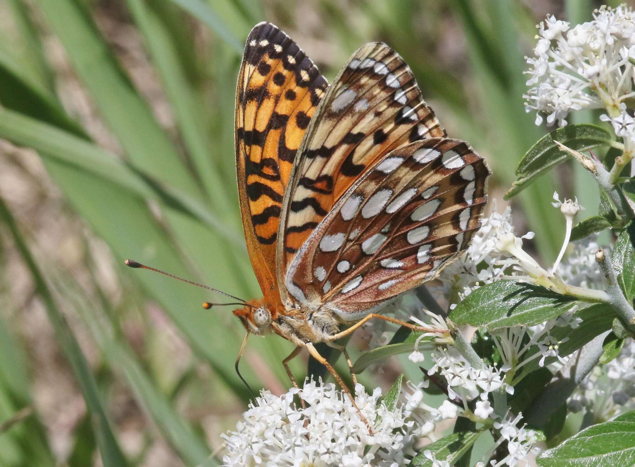 Image of Speyeria coronis halcyone Edwards 1868