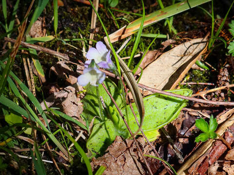 Image of Corsican Butterwort