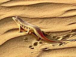 Image of Eastern Skink