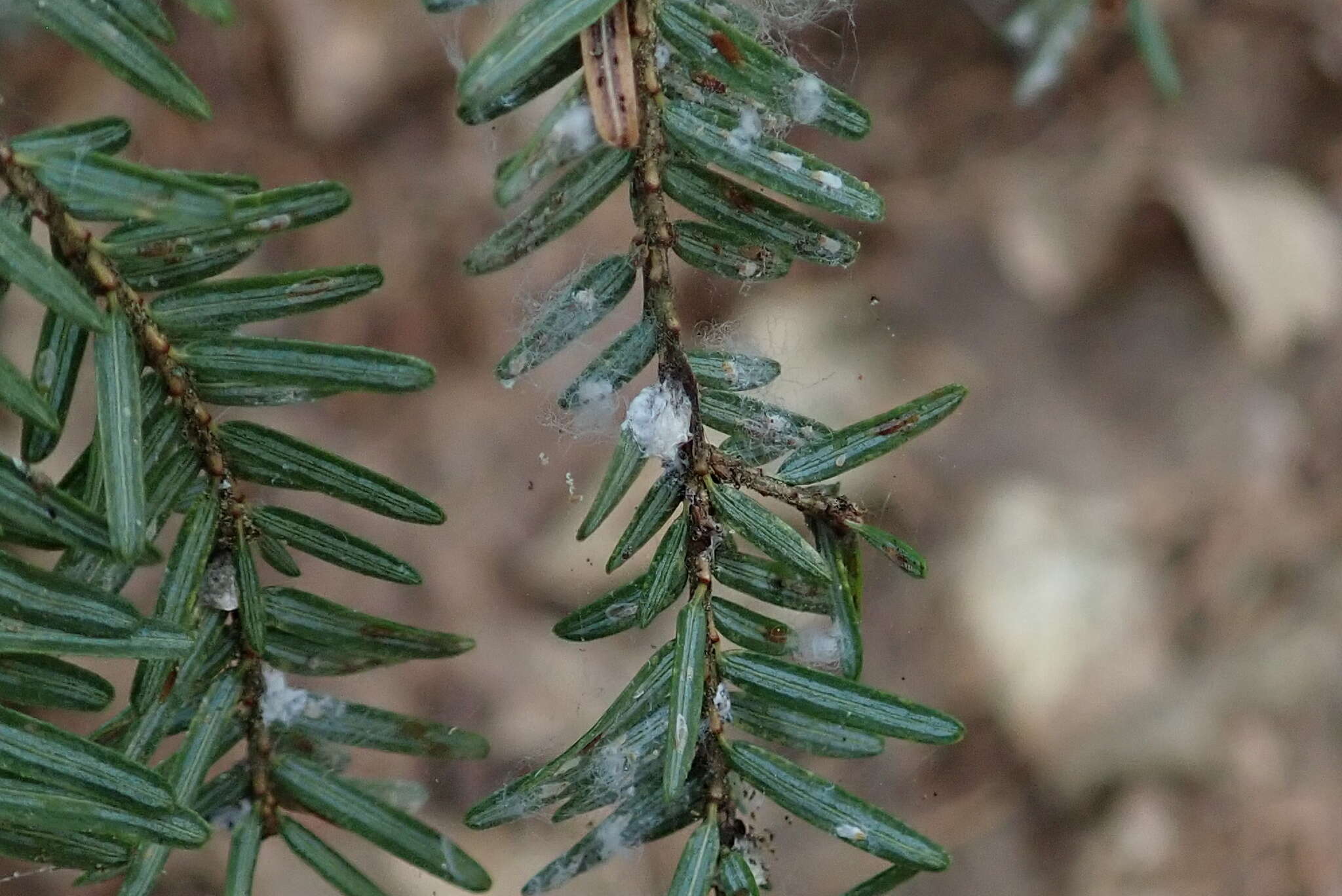 Image of Elongate hemlock scale