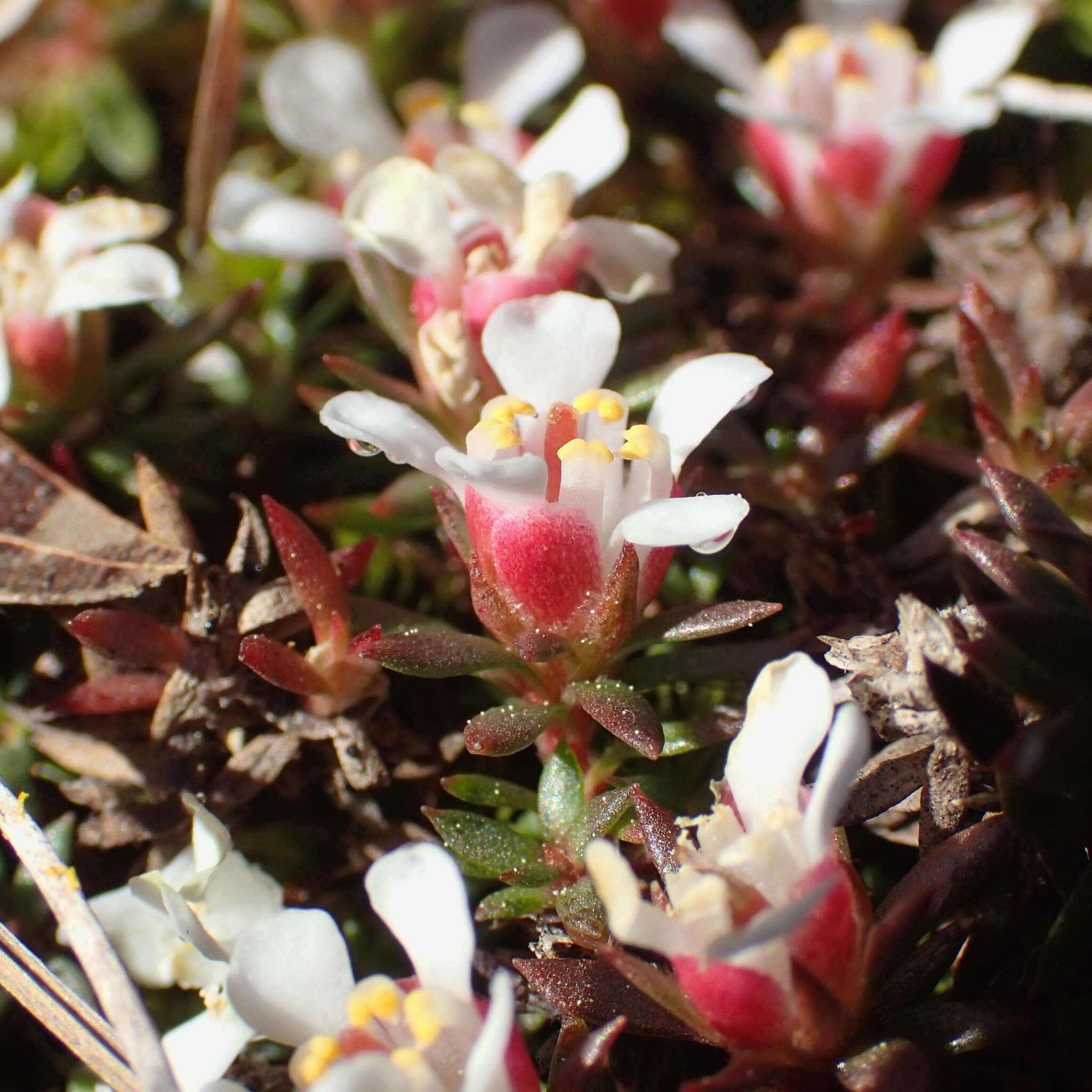 Image of flowering pixiemoss