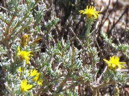 Image of Oedera humilis (Less.) N. G. Bergh