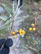 Image of Hippophae salicifolia D. Don