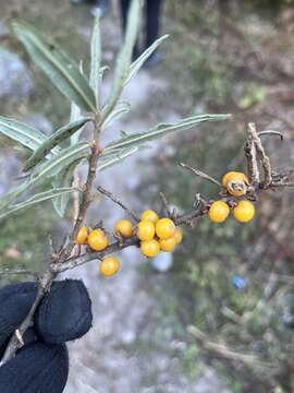 Image de Hippophae salicifolia D. Don