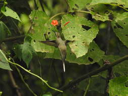 Image of Pale-bellied Hermit