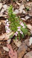 Image of Stylidium adnatum R. Br.