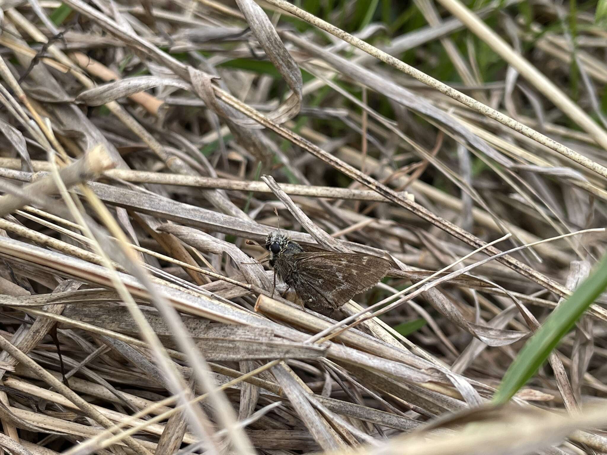 Слика од Hesperia metea Scudder 1863