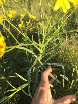 Image of <i>Senecio heterotrichius</i>