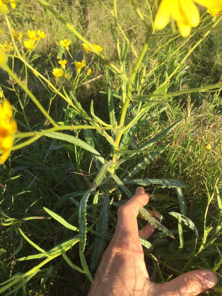 Plancia ëd <i>Senecio heterotrichius</i>