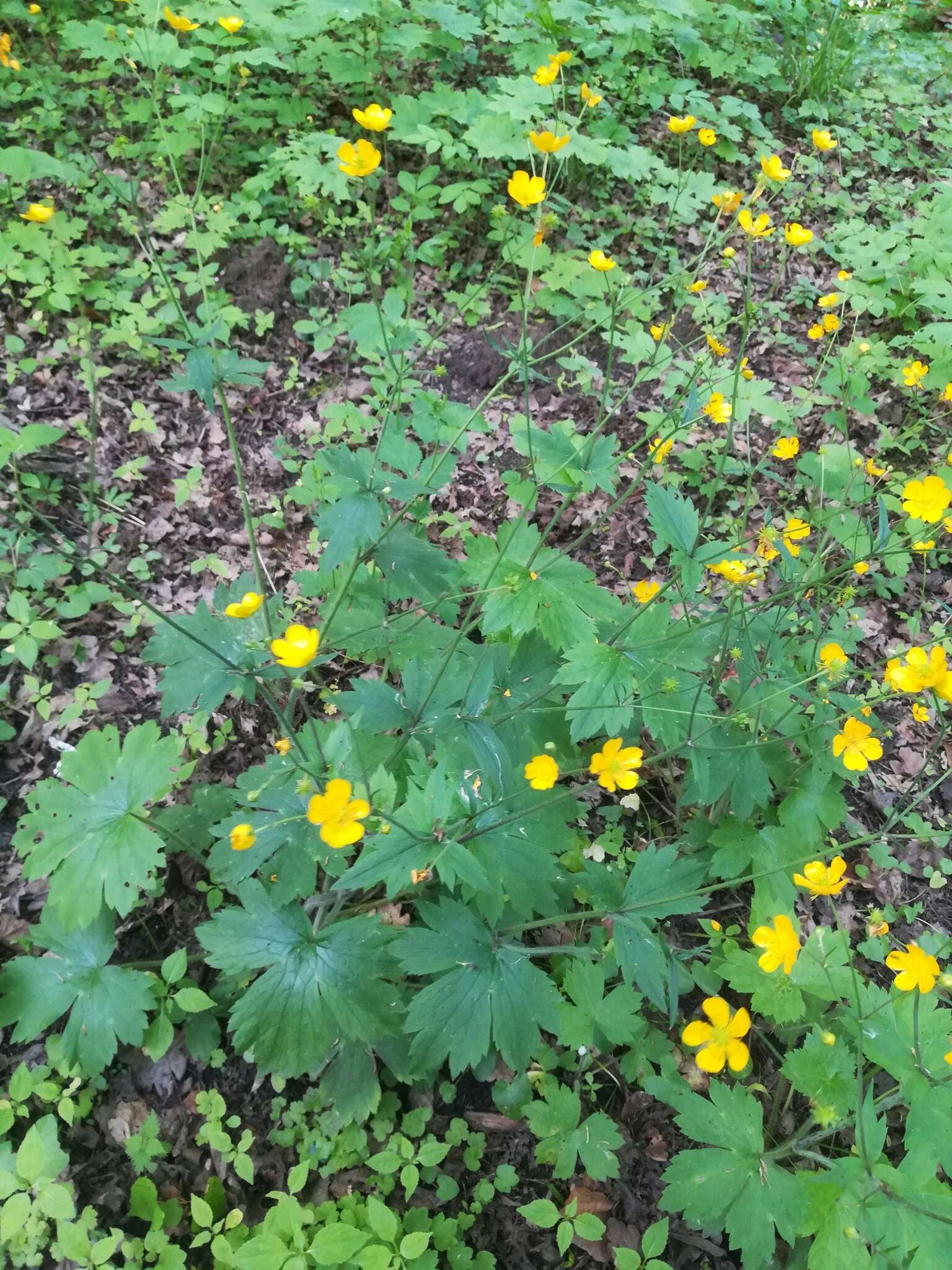 Image de Ranunculus lanuginosus L.