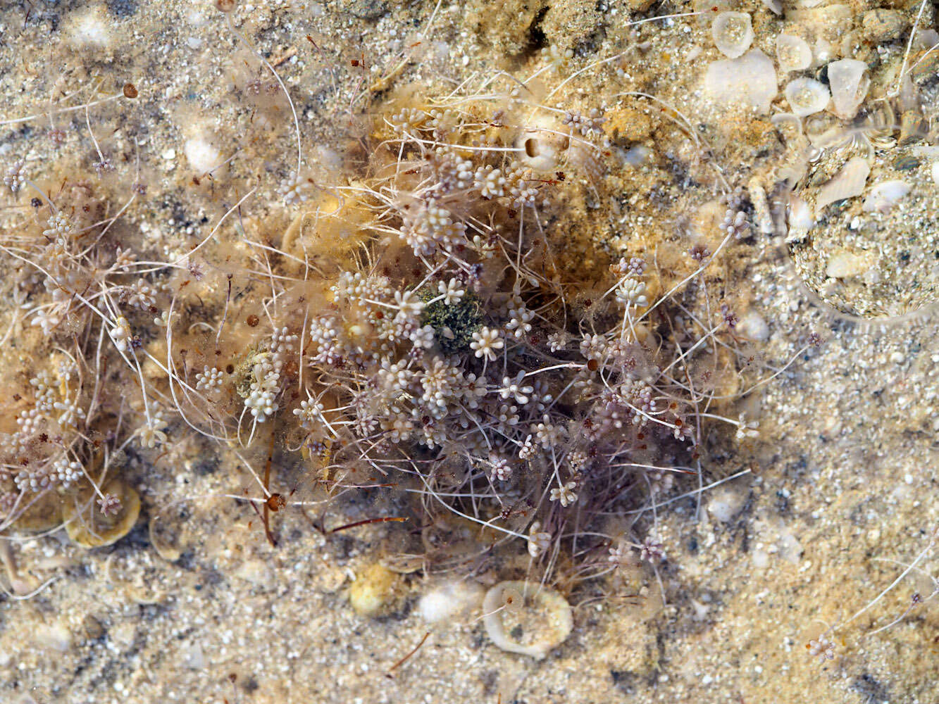 Image of Acetabularia peniculus