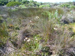 Plancia ëd Gladiolus angustus L.