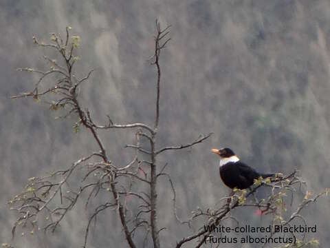 Image of White-collared Blackbird