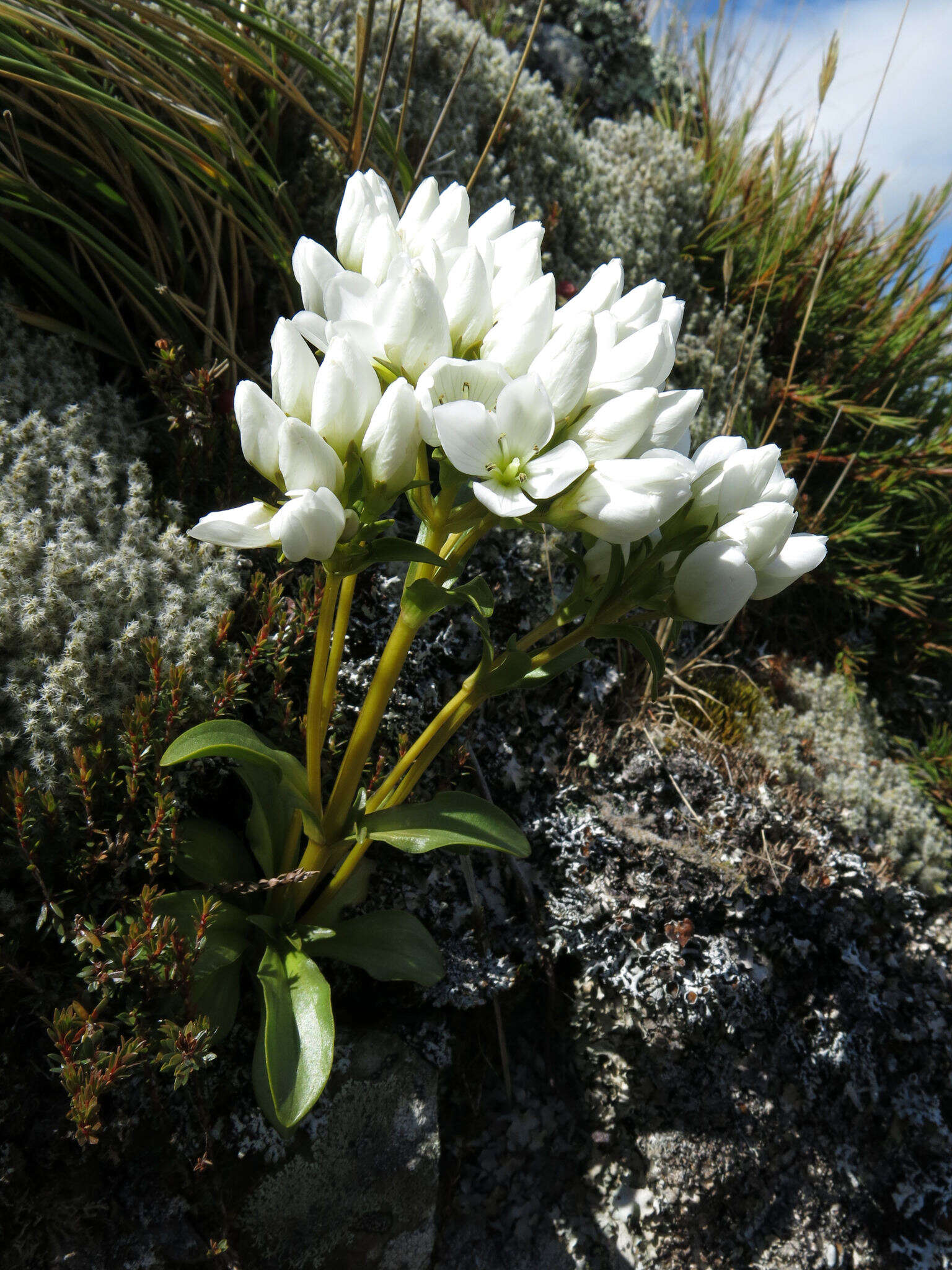 صورة Gentianella corymbifera (T. Kirk) Holub