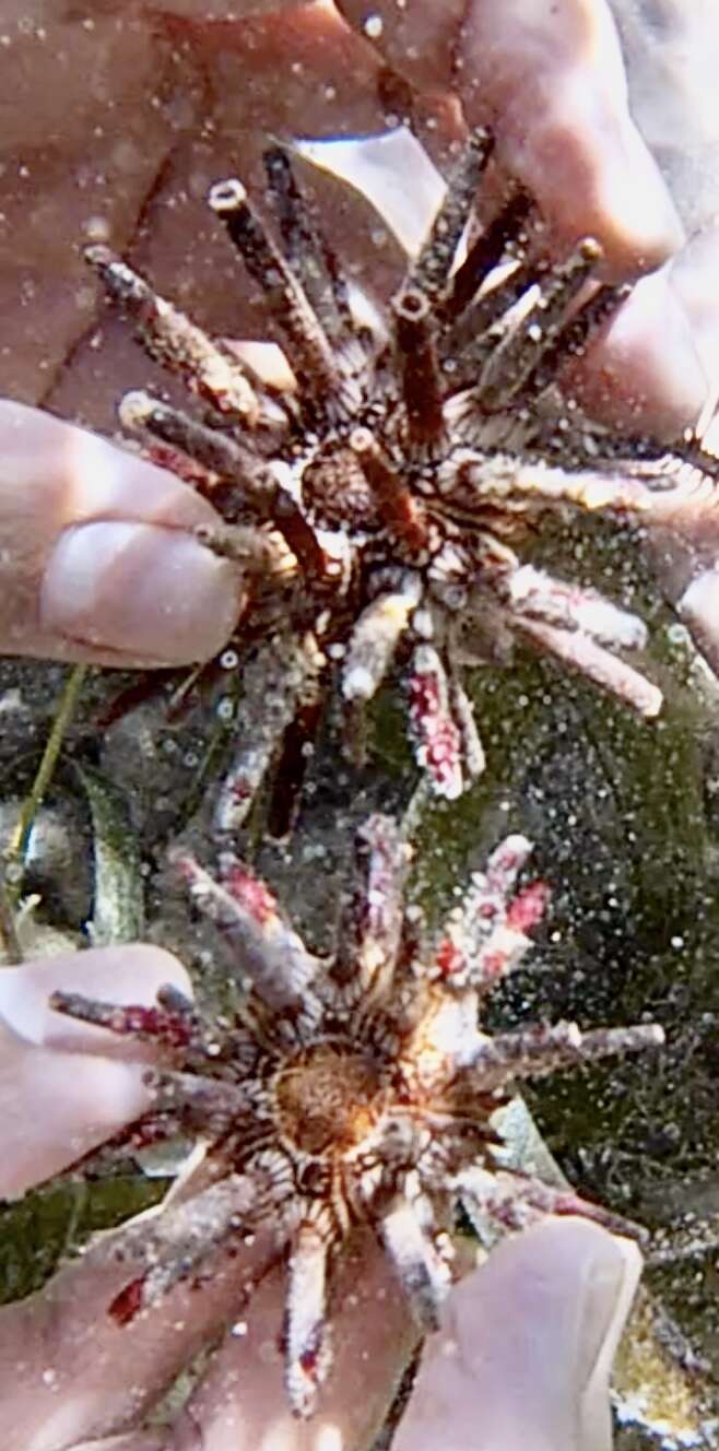 Image of slate pencil urchin