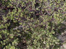 Слика од Arctostaphylos densiflora M. S. Baker