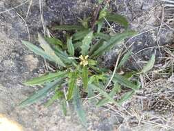 Слика од Goodenia pilosa (R. Br.) R. Carolin