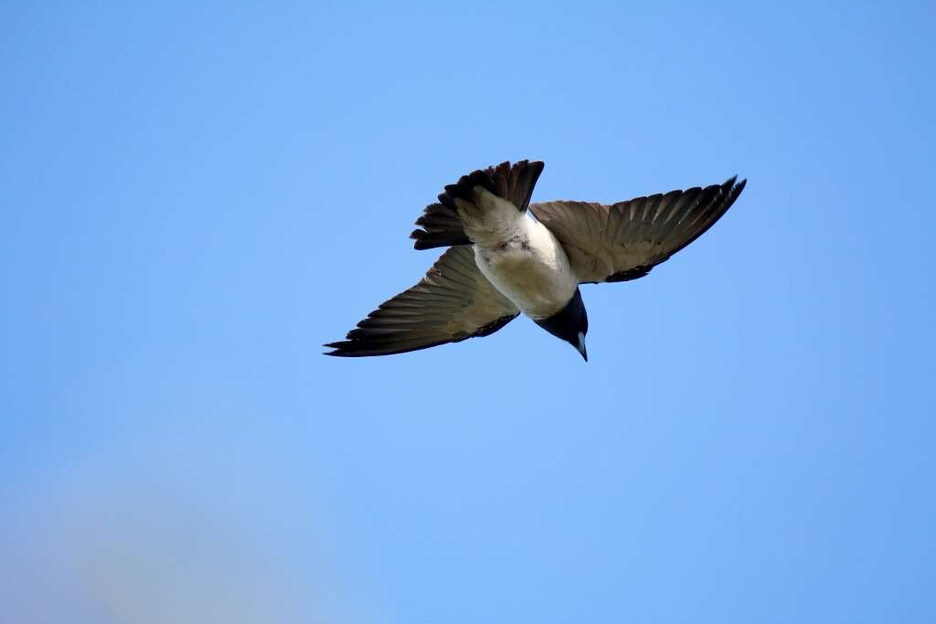 Image of White-breasted Woodswallow