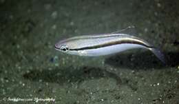 Image of Black stripe butterfish