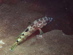 Слика од Epinephelus spilotoceps Schultz 1953