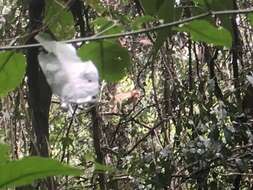 Image of Northern Pig-tailed Macaque