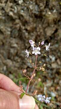 Image of manyflower tonella