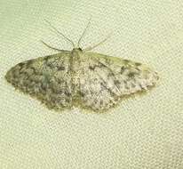 Image de Idaea typicata Guenée 1858