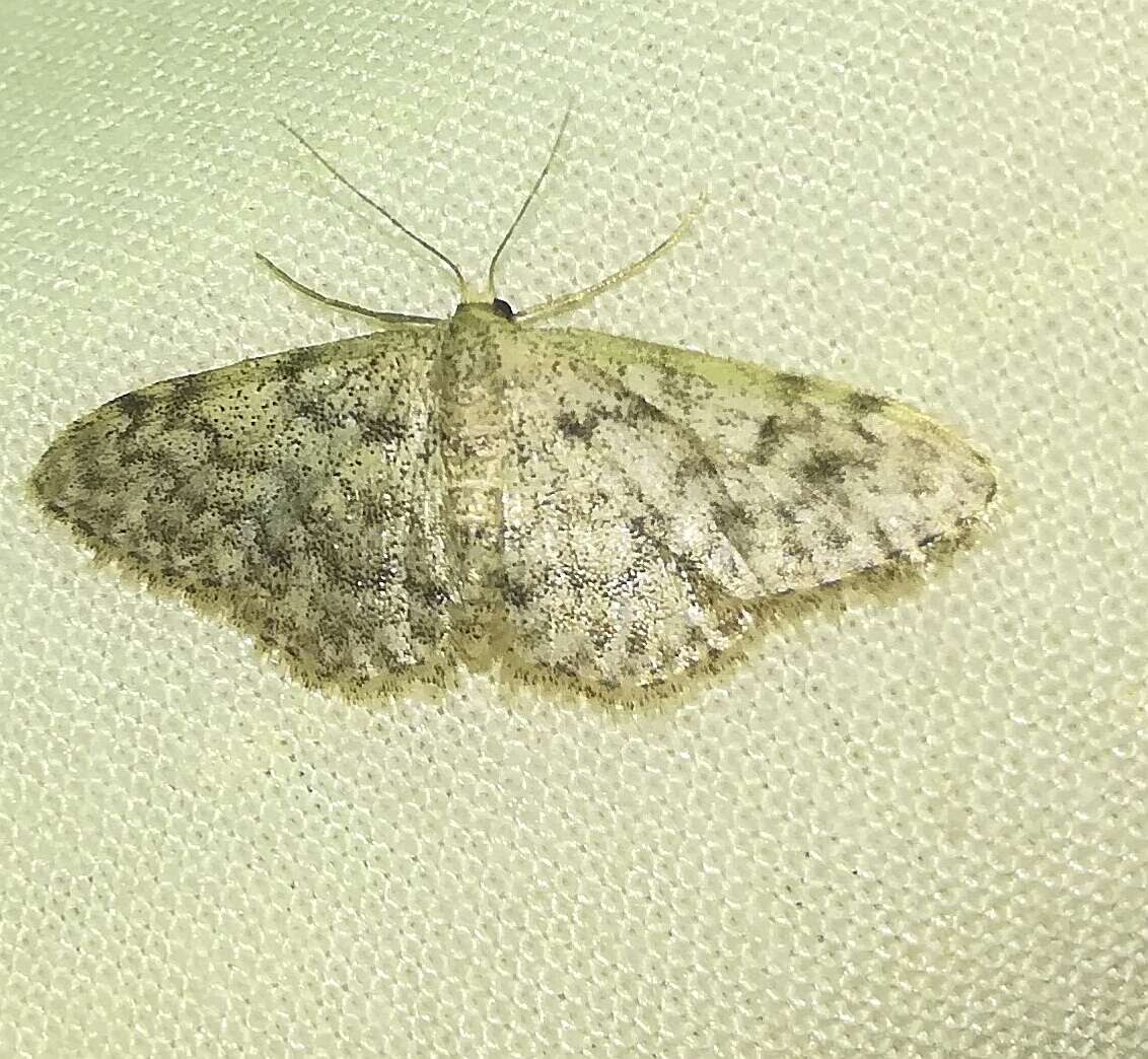 Image de Idaea typicata Guenée 1858