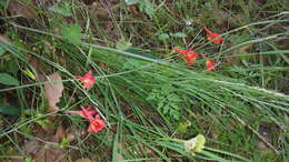 Image of red larkspur