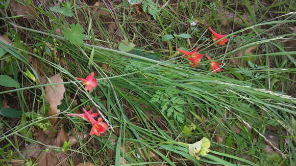 Image of red larkspur