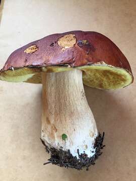 Boletus rubriceps D. Arora & J. L. Frank 2014 resmi