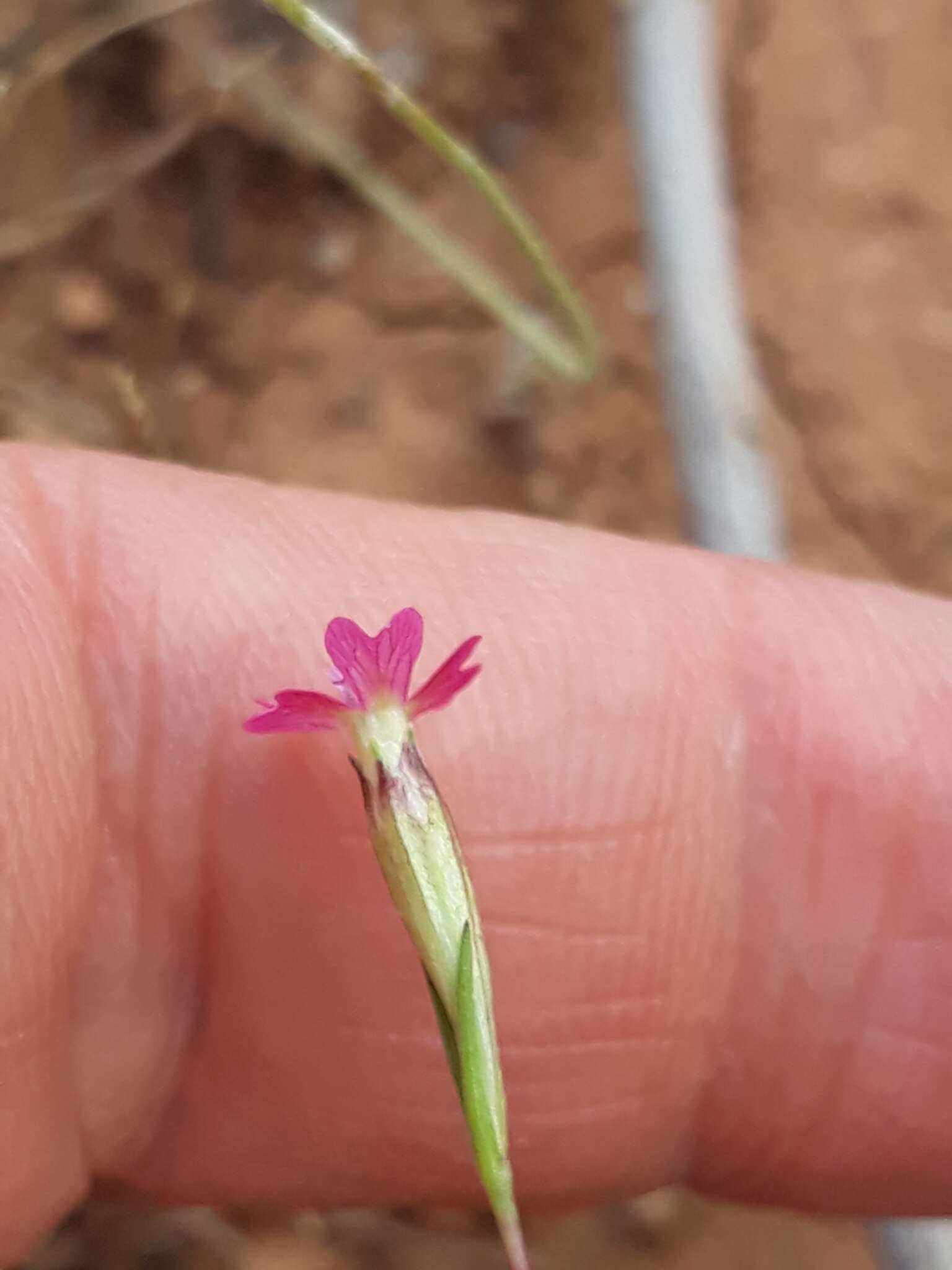 Imagem de Silene muscipula subsp. muscipula