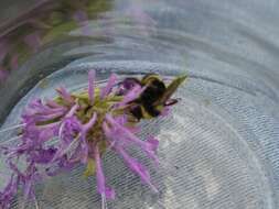 صورة Bombus occidentalis occidentalis Greene 1858