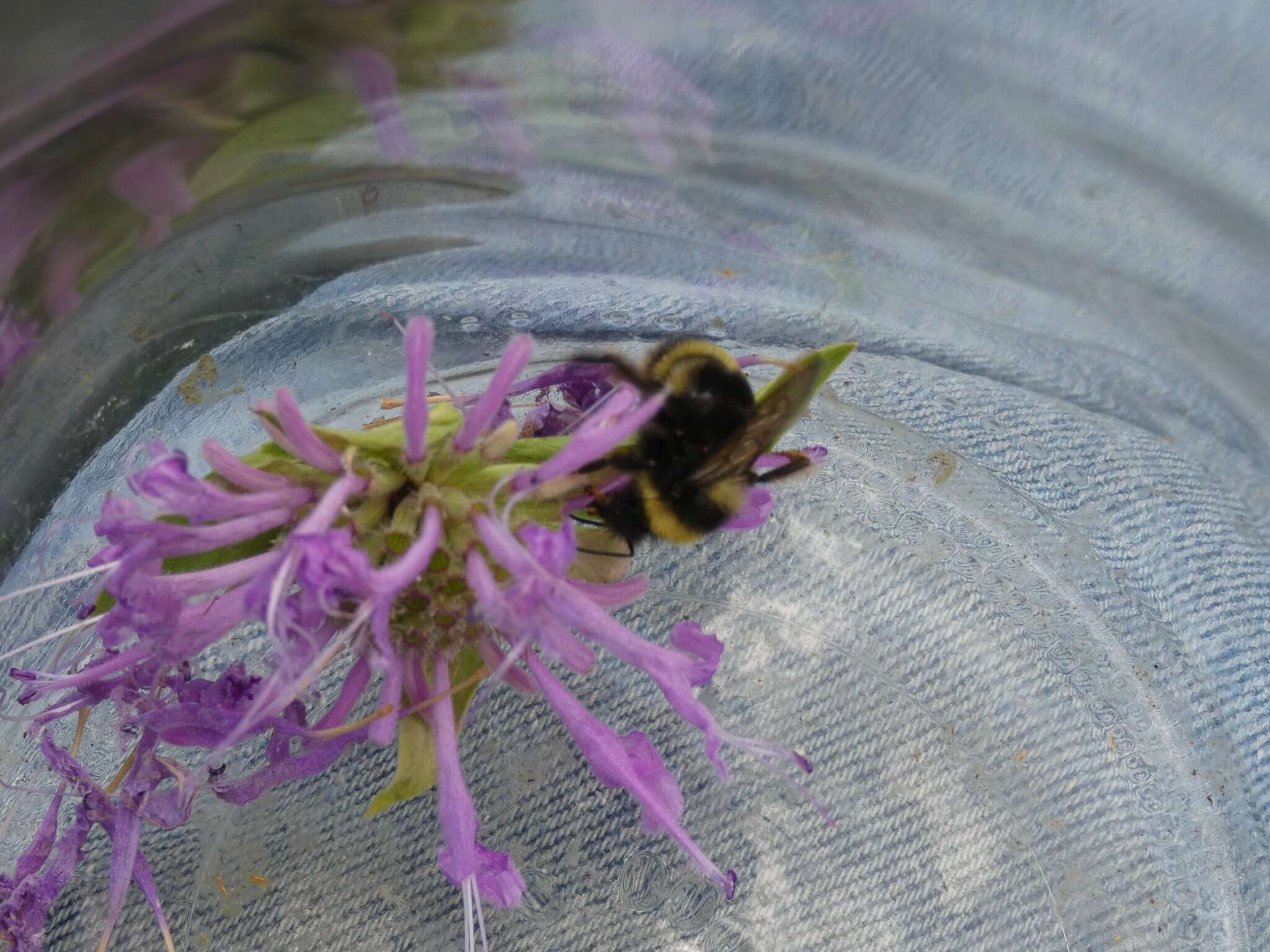 Слика од Bombus occidentalis occidentalis Greene 1858