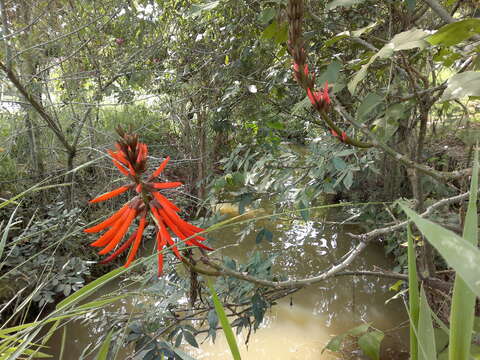 Image of Coral tree