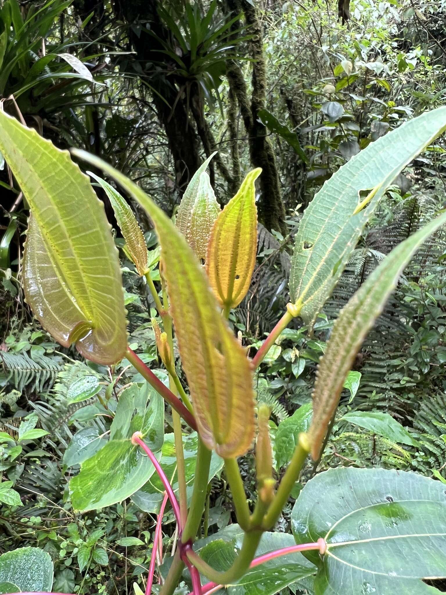 Image of Axinaea scutigera Triana