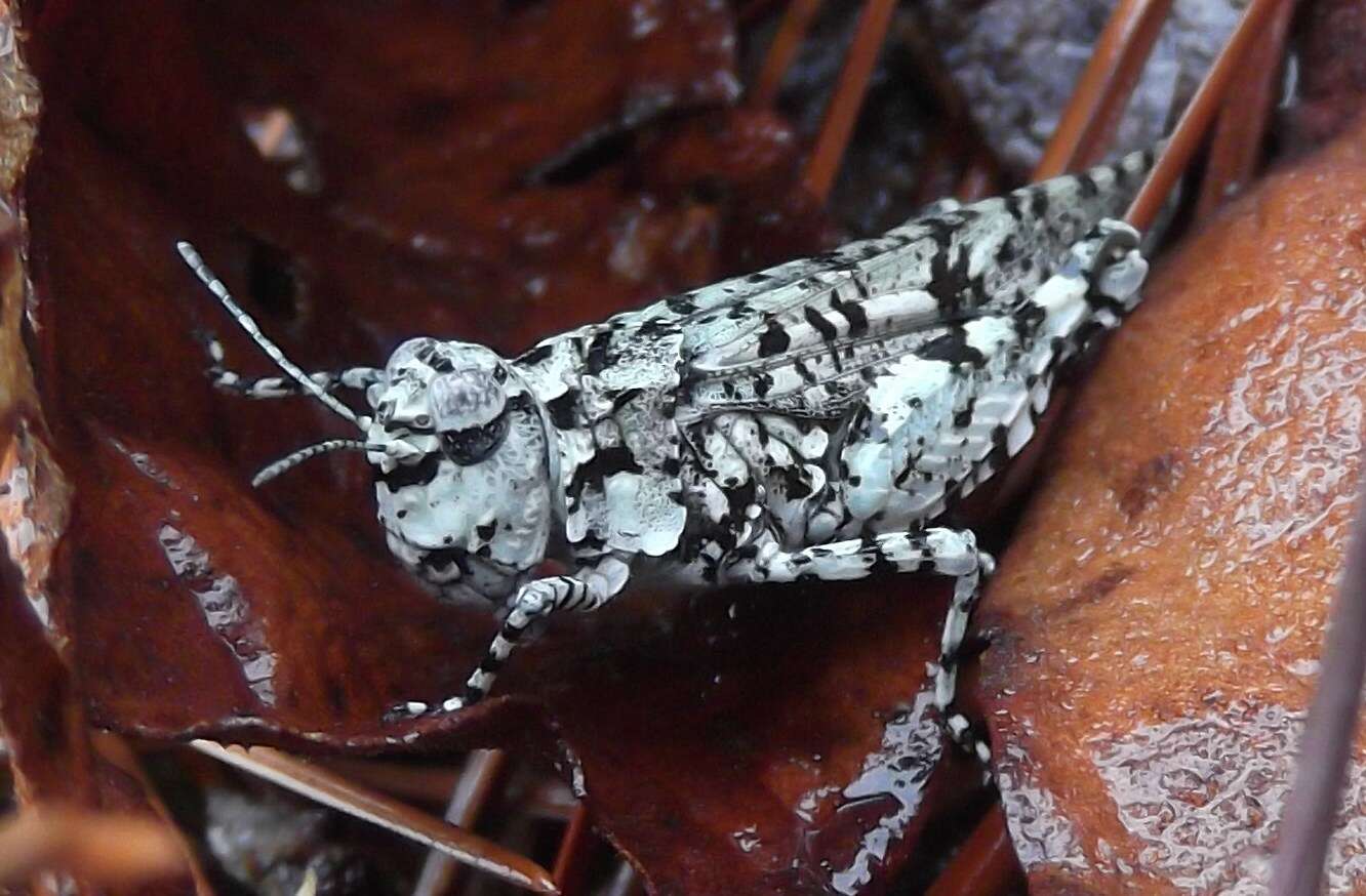 Image of Leuronotina ritensis (Rehn & J. A. G. 1911)