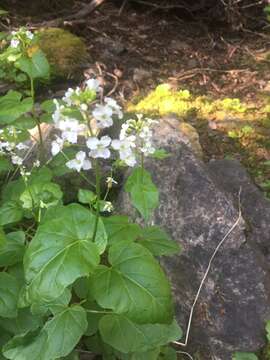 Image of Large Mountain Bittercress