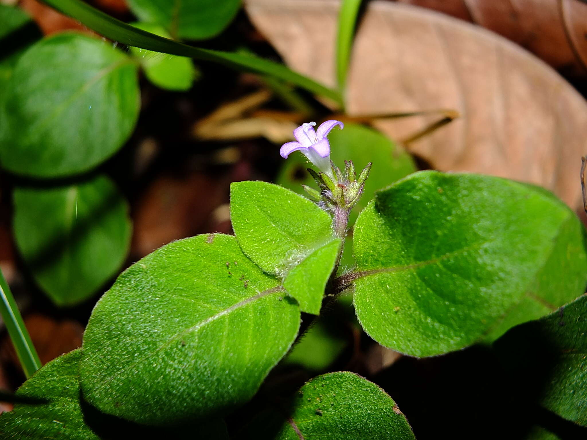 Image of Coccocypselum guianense (Aubl.) K. Schum.