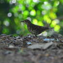 Zoothera dauma horsfieldi (Bonaparte 1857) resmi