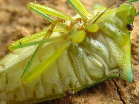 Sastragala scutellata (Scott 1874) resmi