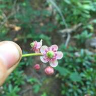 Image of pipsissewa