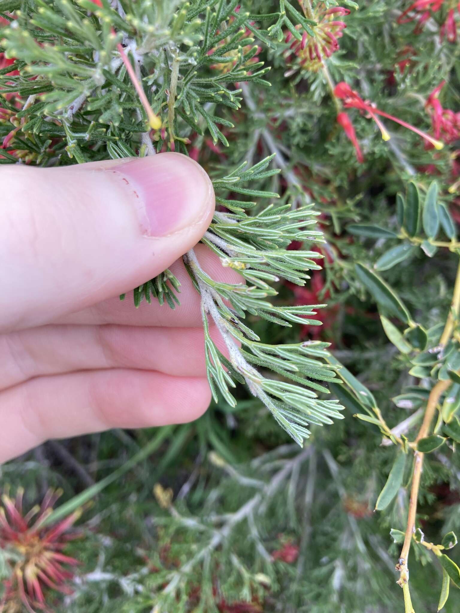 Image of Grevillea preissii subsp. glabrilimba P. M. Olde & N. R. Marriott