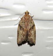 Image of Light brown apple moth